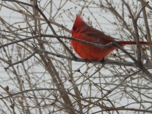 This is a Cardinal that was sitting on one of my trees at  my house. I thought that its red feathers contrasted beautifully with the white snow on the branches and the ground.